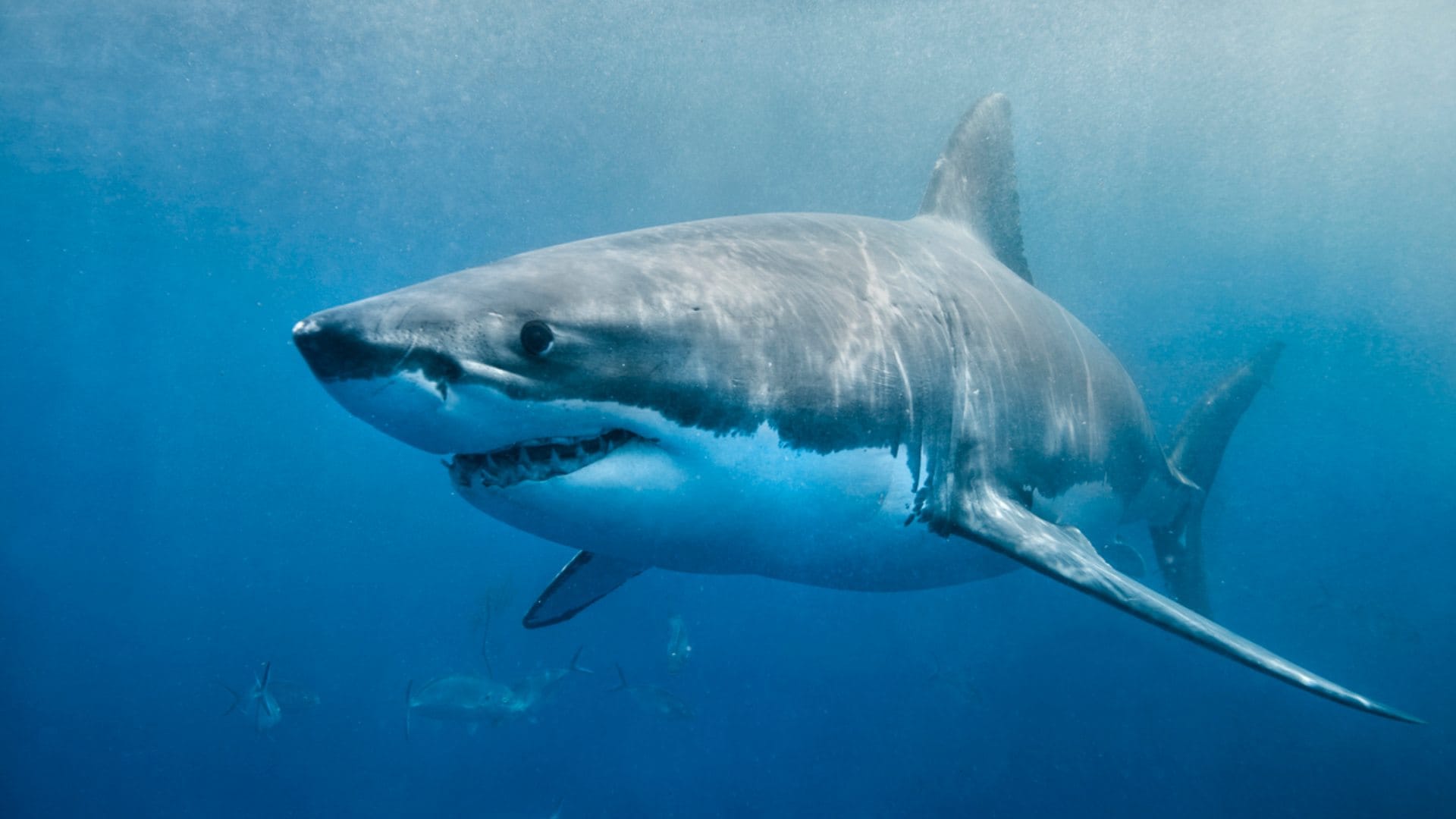 longest living creatures and immortal animals on earth top 6 know the full list
