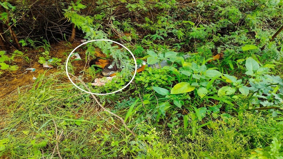 Bike riding youth dies after cow comes on road in Hisar, two injured