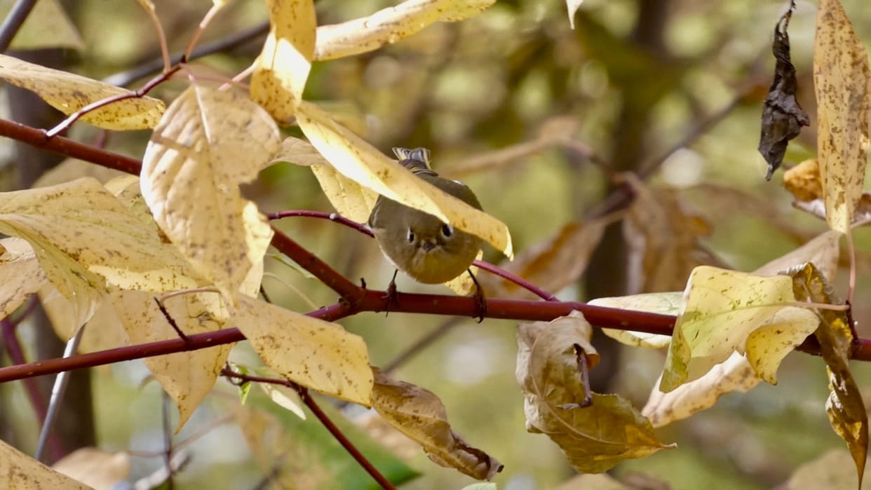 Optical illusion: We dare you to find the bird hiding in this picture in 4 seconds