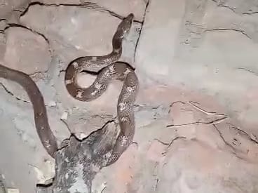 Bihar News: Cobra bit the son in Samastipur, the father caught the snake and reached the hospital, doctors