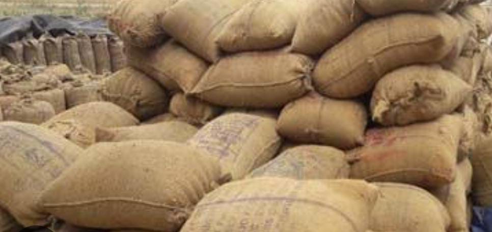 Shahdol: Laborer buried in paddy sacks dies in hospital, rice mill operator accused of negligence