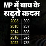 मध्य प्रदेश फिर टाइगर स्टेट