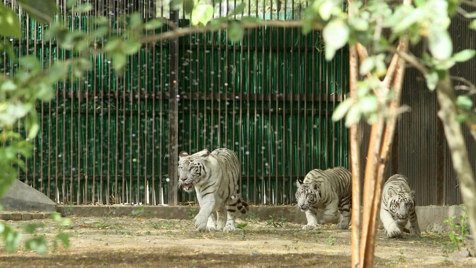 A short film on tiger conservation will be screened at Delhi's zoo today.