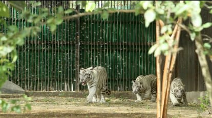 A short film on tiger conservation will be screened at Delhi's zoo today.