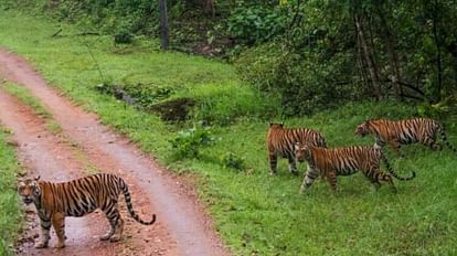 18 percent increase in the number of tigers in UP