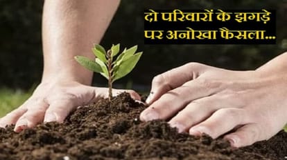 Delhi High Court ordered both parties to plant 200 saplings each in their area in case of a fight