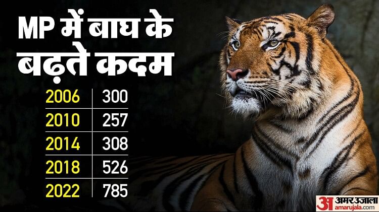 Tiger Census: मध्य प्रदेश का टाइगर स्टेट का दर्जा कायम, 785 बाघों के साथ अव्वल, कर्नाटक में 563 बाघ