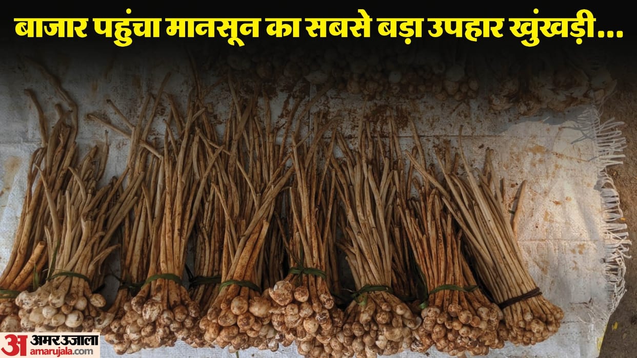 Two thousand rupees per kg Bhudu Khunkhari is being sold in market in Ambikapur
