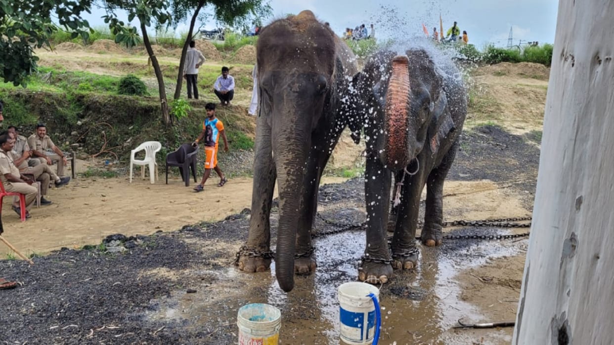 Bijnor: Forest Department team has sent two elephants to forest to find Guldar