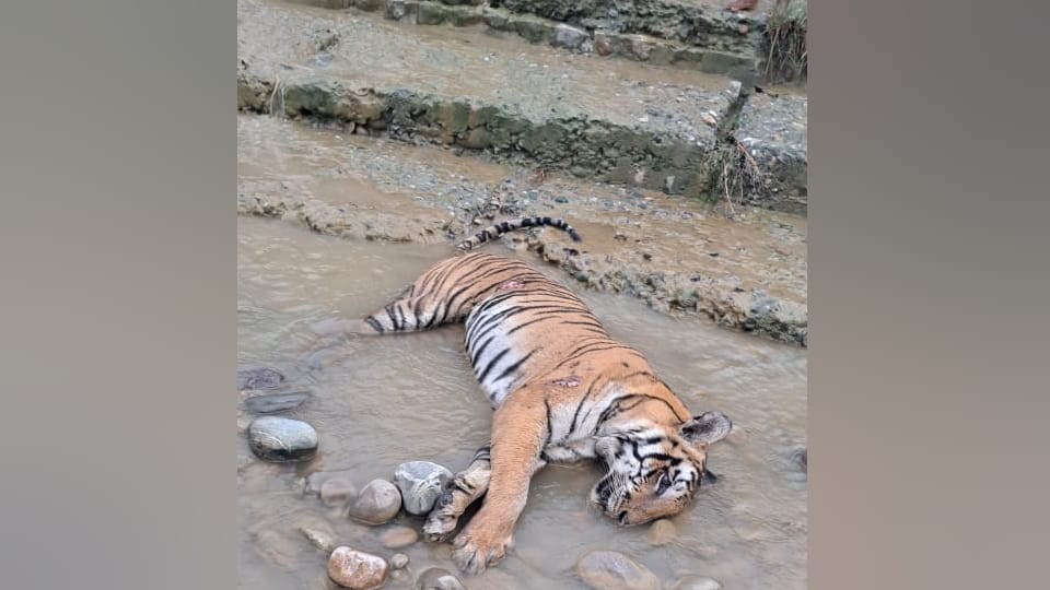 Tiger body found under bridge in Savalde river of Corbett Tiger Reserve in Kalagarh