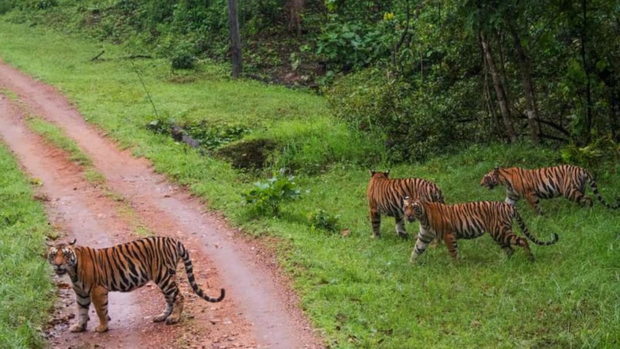 18 percent increase in the number of tigers in UP