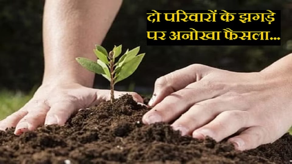 Delhi High Court ordered both parties to plant 200 saplings each in their area in case of a fight