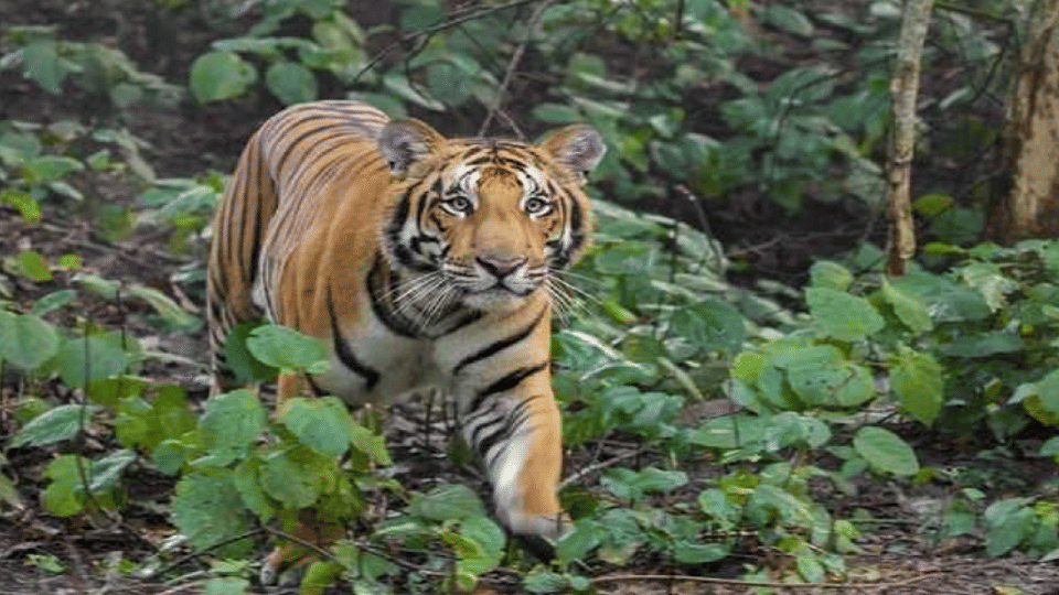 canals and grasslands in Pilibhit Tiger Reserve is providing favorable to the tigers