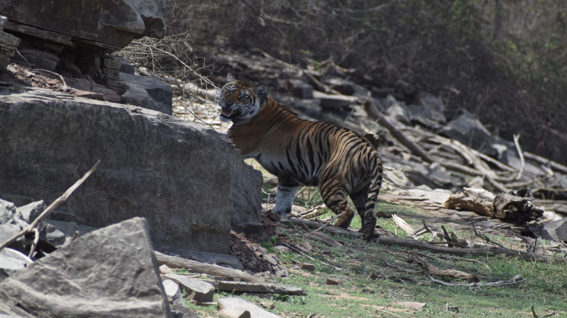 टाइगरों को रास आया माधव नेशनल पार्क