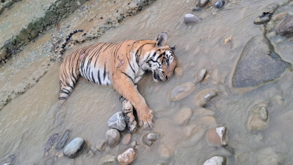 Tigress death in corbett park Ramnagar Nainital global tiger day uttarakhand news in hindi