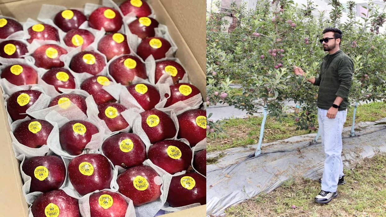 Shimla's Chhajpur's fresh apple reaching the customer directly from the garden, read the whole matter