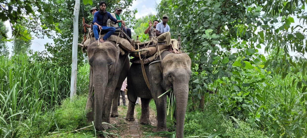 UP: Elephantess team kept searching in forest, Guldar killes a villagerin Bijnor
