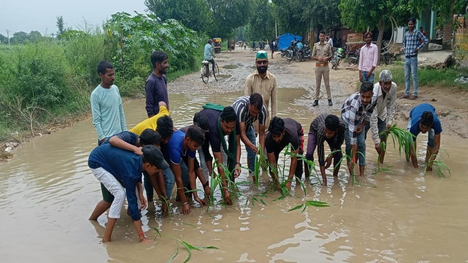 Demonstration by planting paddy in water filled on the road