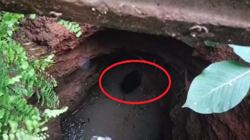 forest department team pulled out the bear that fell in the well