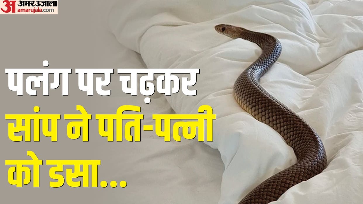 Snake bites couple in Jhansi wife dies