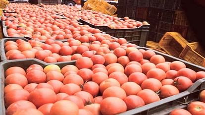 NCCF and NAFED to sell tomatoes at retail price of Rs 50 per kg from 15th August