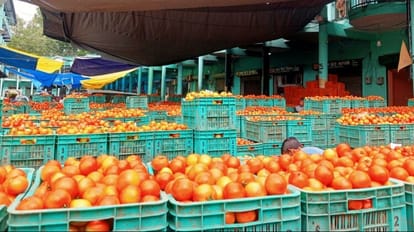 Tomato Price: लाल सोने की लाली और सुर्ख, हिमसोना रिकॉर्ड 3500 रुपये में बिका Heemsohna Tomato Crate Record Price 3500 rupees in Sabji Mandi Solan