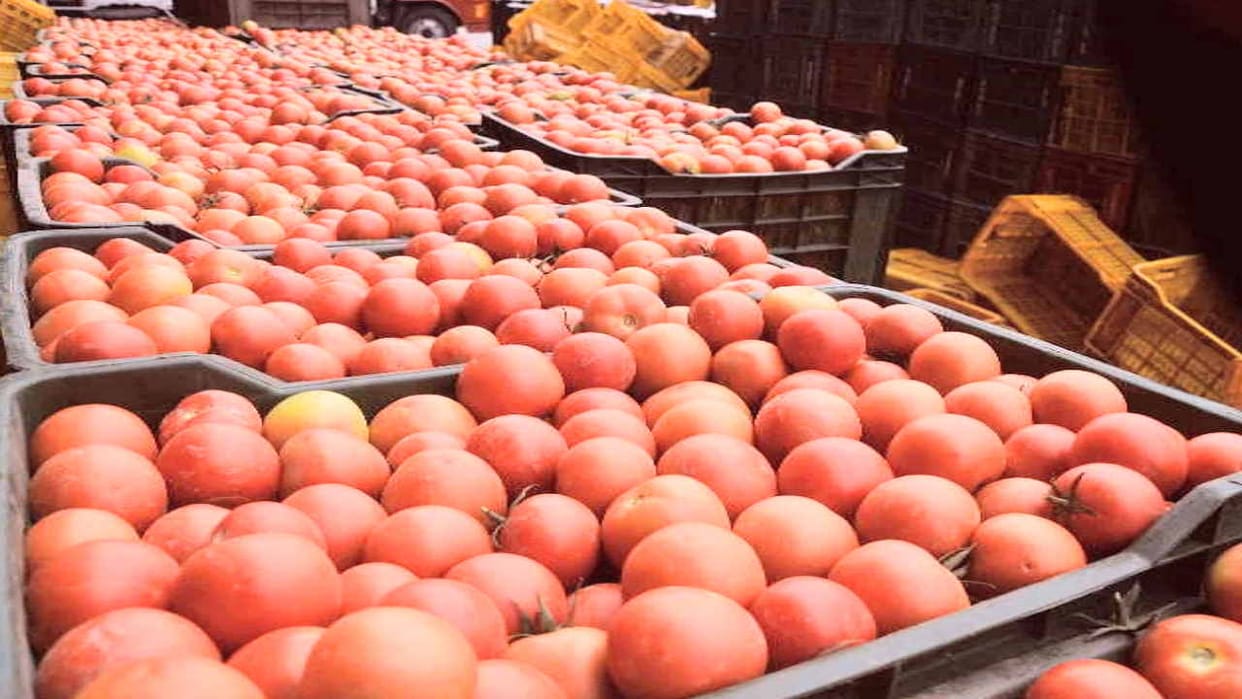 Heemsohna tomato breaks records, crate sold for Rs 4275