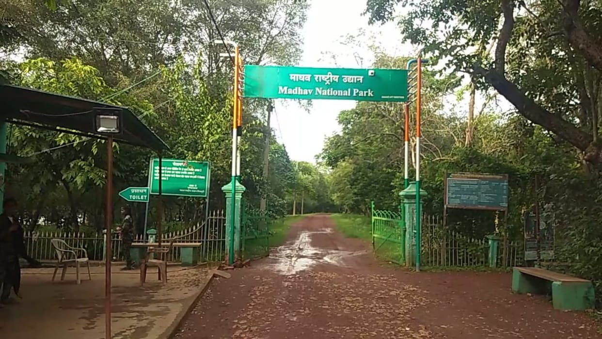 Shivpuri Restrictions on visiting tourist places and waterfalls after bringing tiger in Madhav National Park