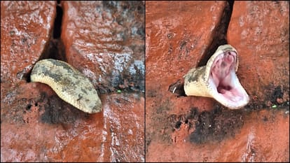 Jammu city news: Snake came out from wall adjacent