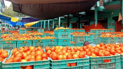 Solan News: ई-नाम में सेब का कारोबार गिरा, टमाटर से तीन करोड़ की बढ़ोतरी Solan News: Tomato business increased by three crore rupee in eNAM