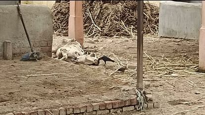 crows were seen scratching injured cattle in gaushala In Agra