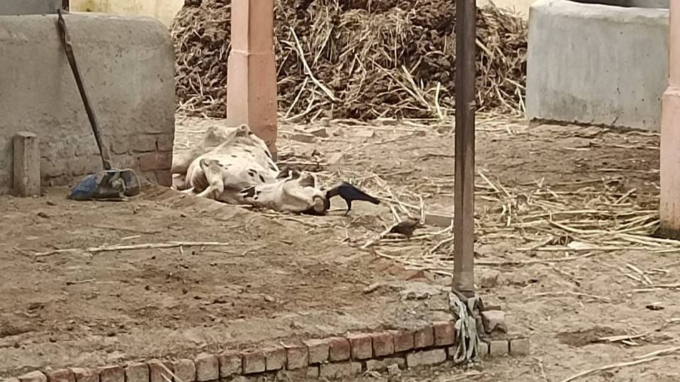 crows were seen scratching injured cattle in gaushala In Agra