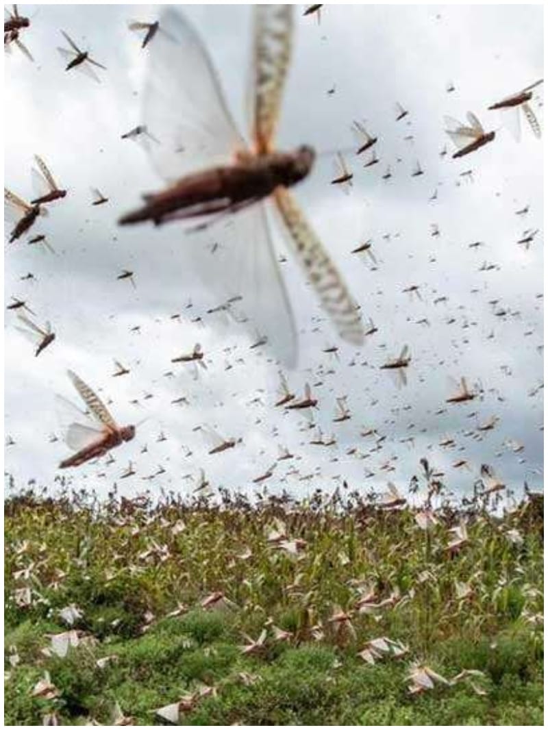 Locust threat looms again in Rajasthan  Tiddi Dal Barmer news