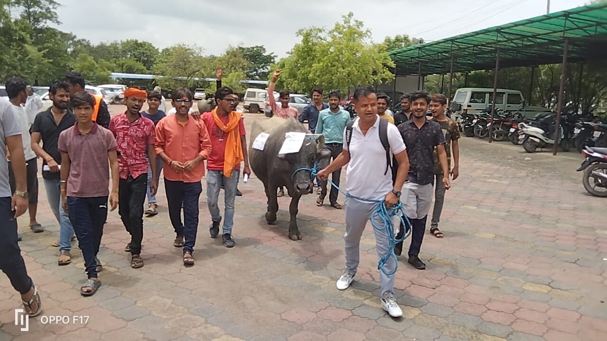 Damoh News Animals are dying due to Lumpy virus angry youth reached collectorate with buffalo