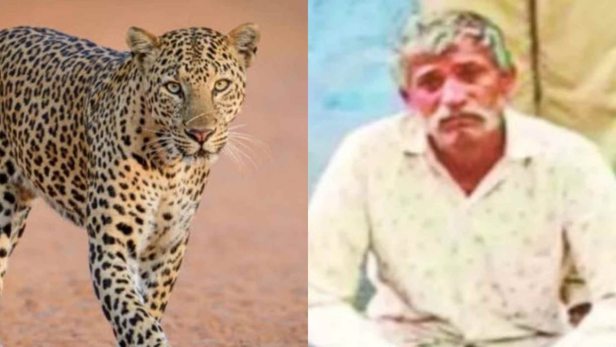 In Pali, a young man beheaded a female panther for its teeth