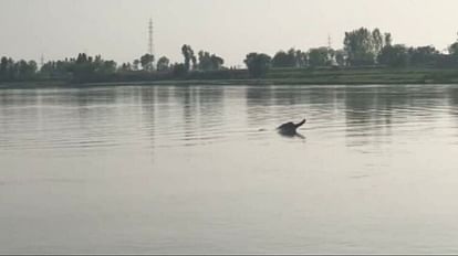 Dolphins were seen frolicking in Chambal in Agra their number has increased one and a half times in a year