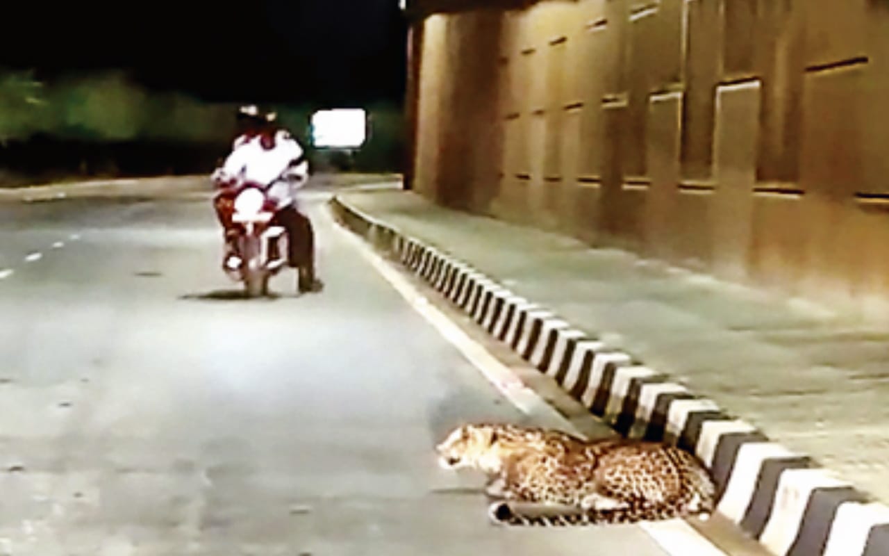 Guldar becomes man eater: attacks on neck, kills 13 so far, will hunt again after five days