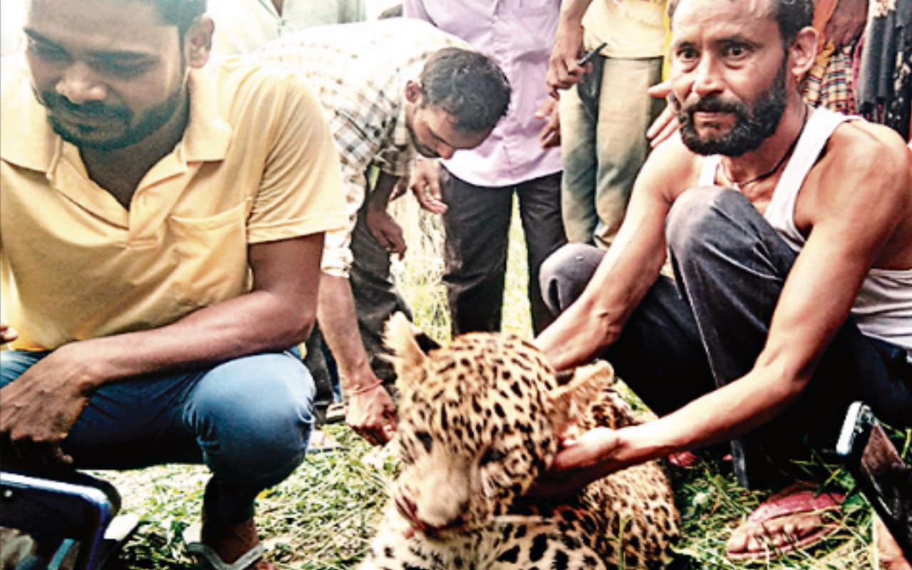 Guldar becomes man eater: attacks on neck, kills 13 so far, will hunt again after five days
