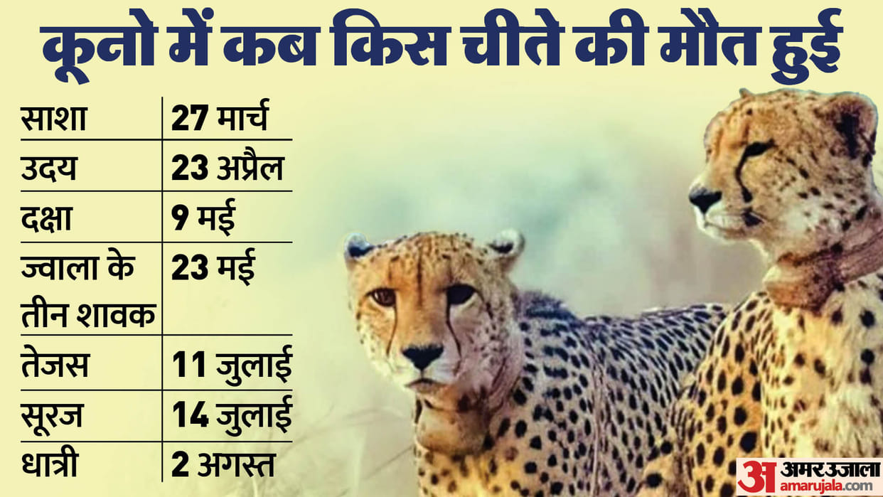 Kuno Cheetah Death: Why are cheetahs dying one after the other in Kuno, what is radio collar factor