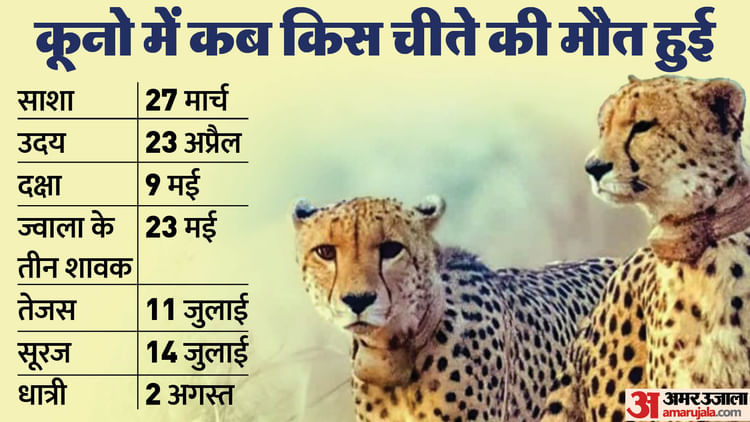 Kuno Cheetah Death: Why Are Cheetahs Dying One After The Other In Kuno