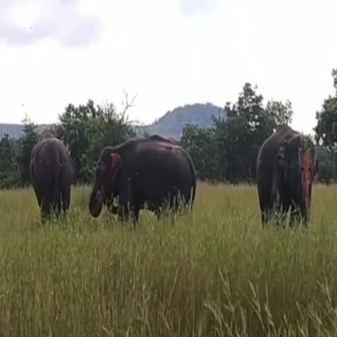 MP News Wild elephants created havoc broke the houses of the residents and flattened the grains from fields