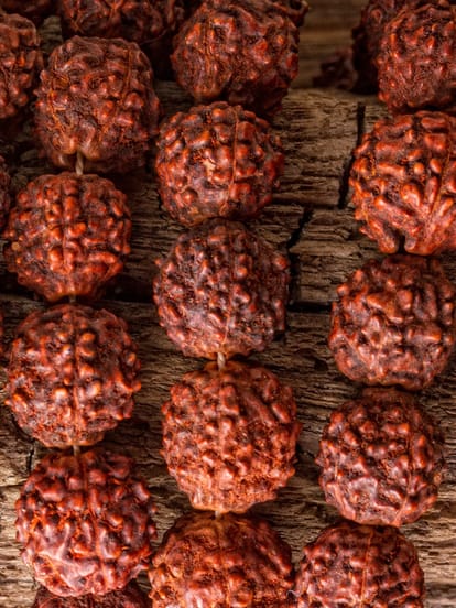 rudraksha