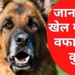फाइल फोटो।