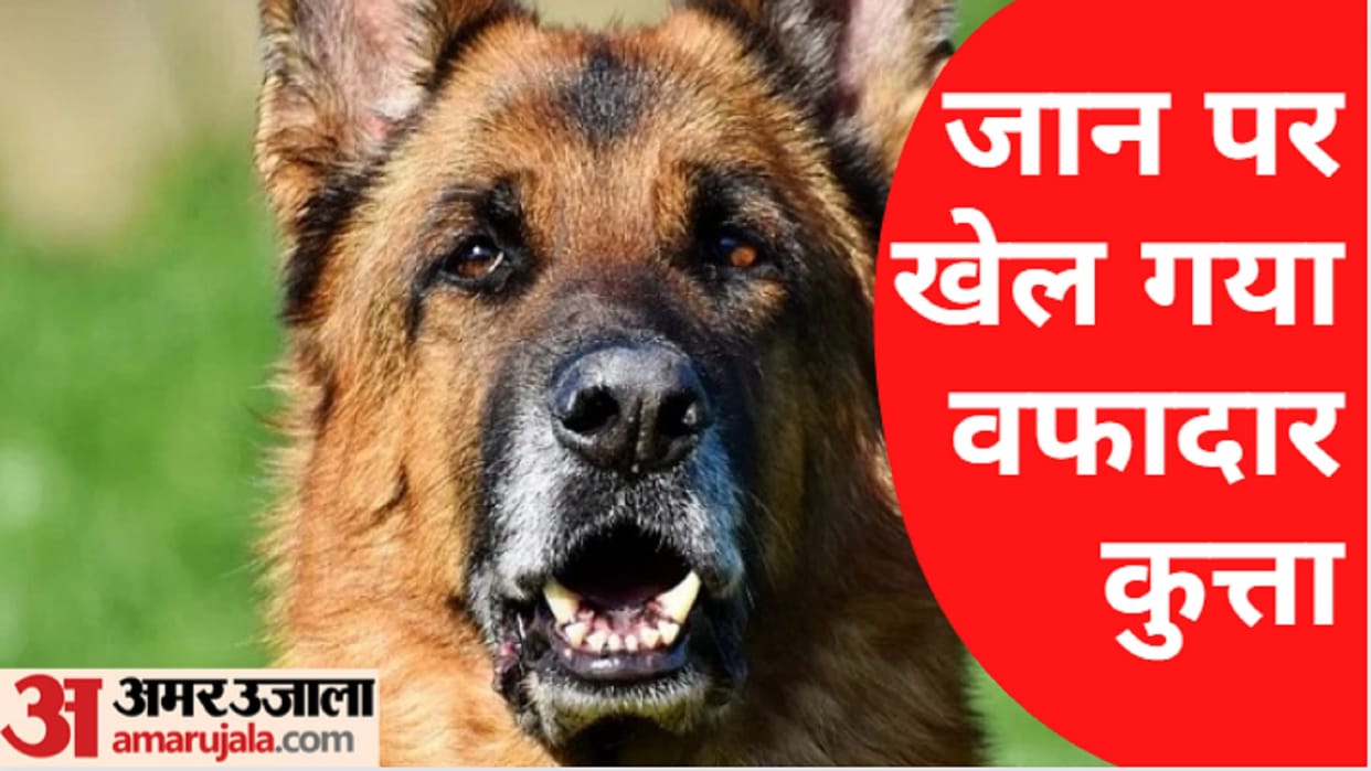Bijnor: German Shepherd dog saved life of owner by fighting with Guldar but he died