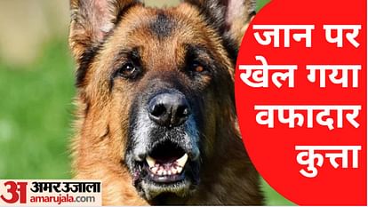 German shepherd in store hindi