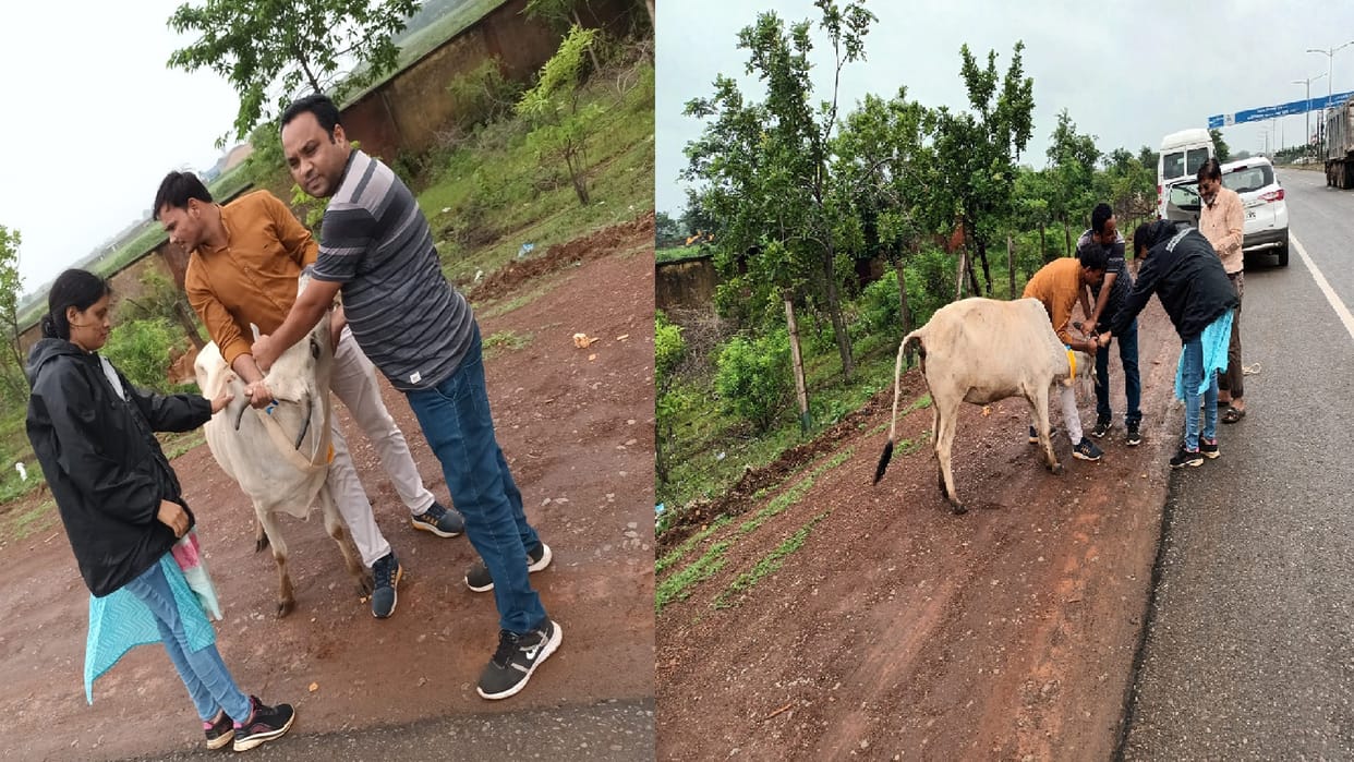Chhattisgarh IAS, IPS engaged in catching cow, buffalo and bull: Heavy fine will be imposed if cattle are seen