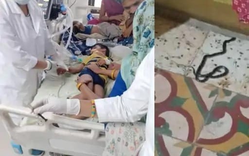 A five-year-old child was bitten by a snake, the father killed the snake and put the son to sleep, died in th