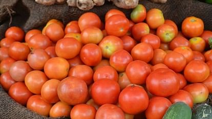 price of tomato has come down in Etah due to which common people are now able to buy it