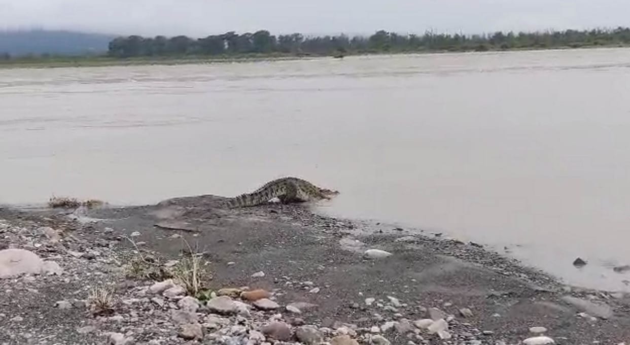 Crocodile Video viral seen in Rishikesh Ganges people scared Uttarakhand news in hindi
