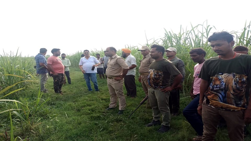 Tiger killed 12 goats grazing in the field in Lakhimpur kheri